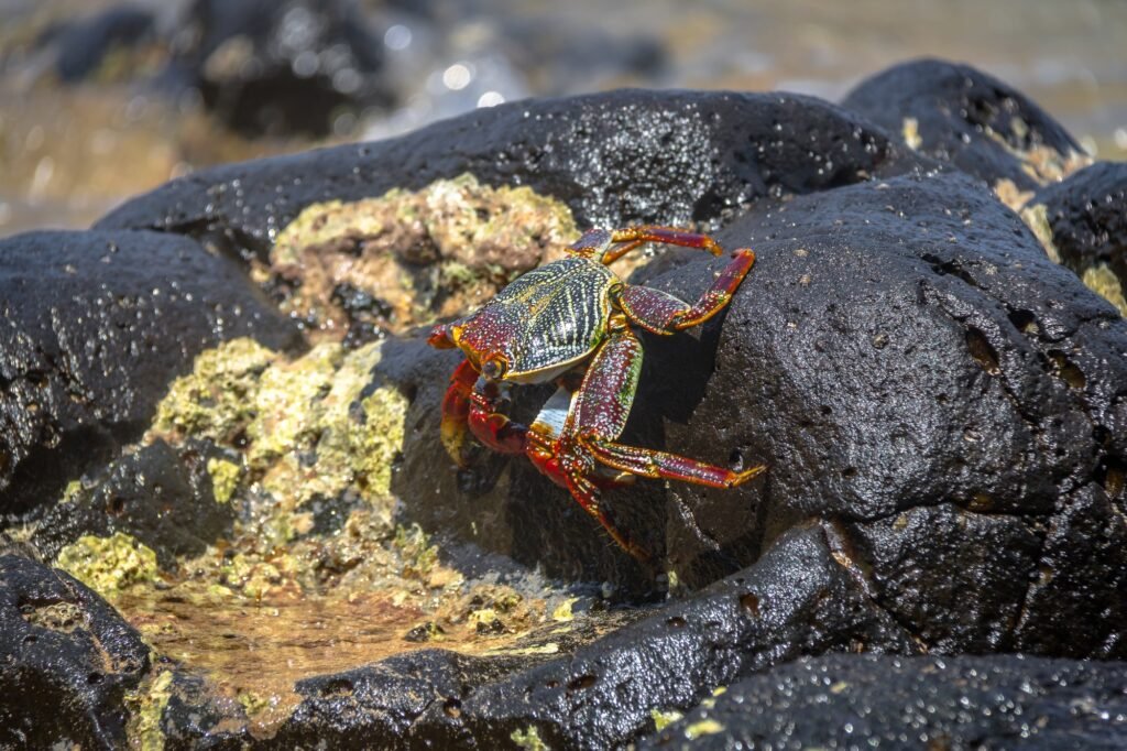 Colorful Red Crab at Praia do Sancho Beach - Fernando de Noronha, Brazil