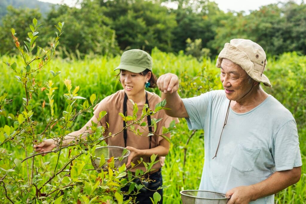 Japanese woman and senior man picking berries in a field.
