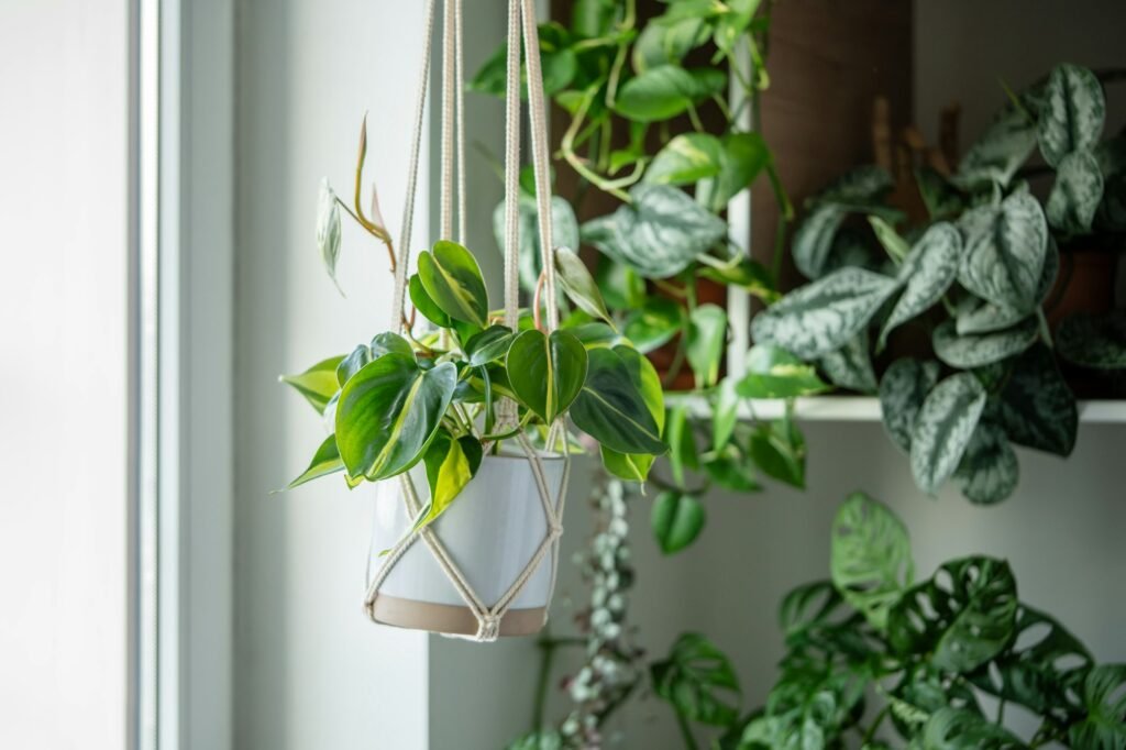 Plant Philodendron Brasil in ceramic pot hanging from cotton macrame next to the window at home